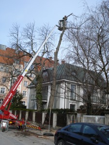 Baumpflege in München